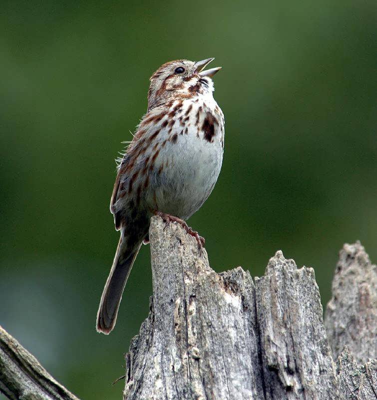 SongSparrow1
