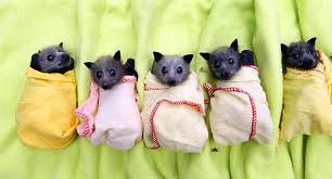 cute bats
